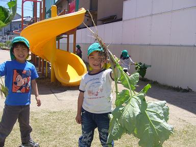 ごぼうの収穫と子どもの日メニュー 子供たちの日々の様子 あい保育園祇園